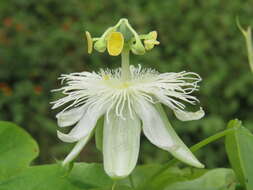 Image de Passiflora subpeltata Ortega