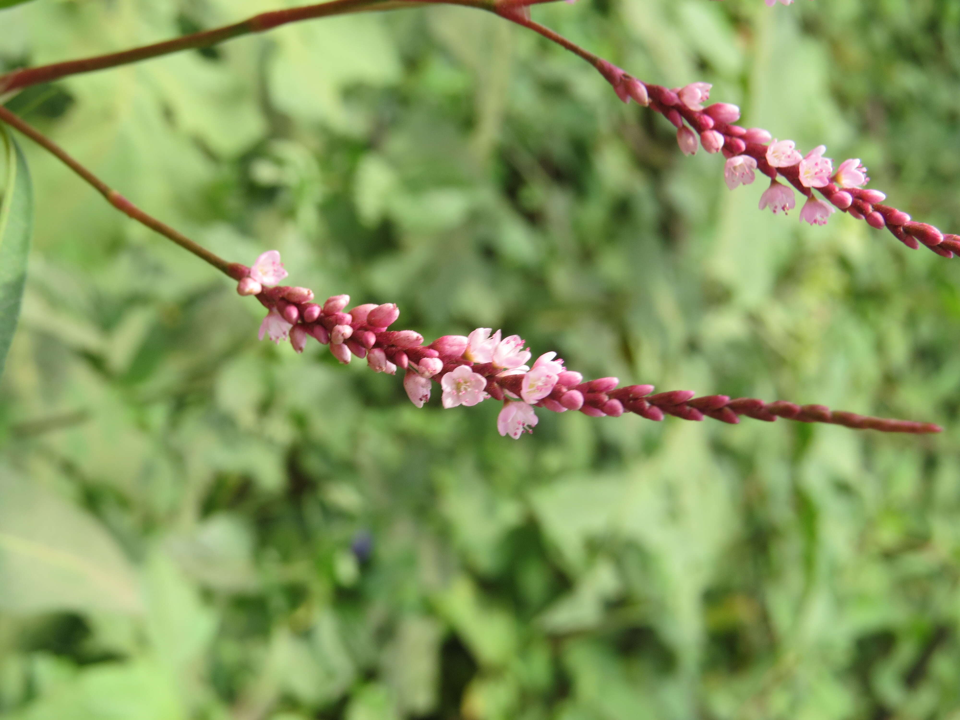 Image of Smooth Smartweed