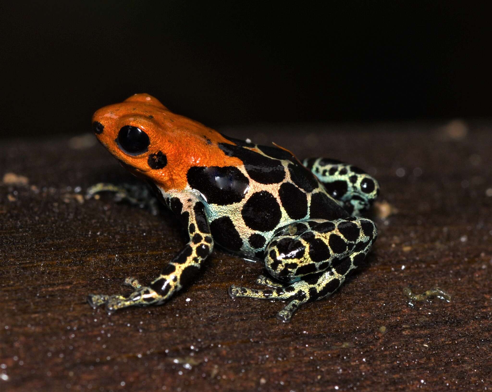 Image of Amazonian Poison Frog