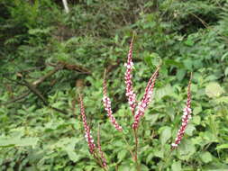 Image of Smooth Smartweed