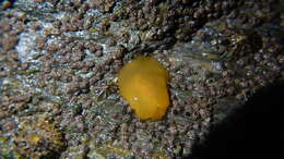 Image of yellow-plumed sea slug