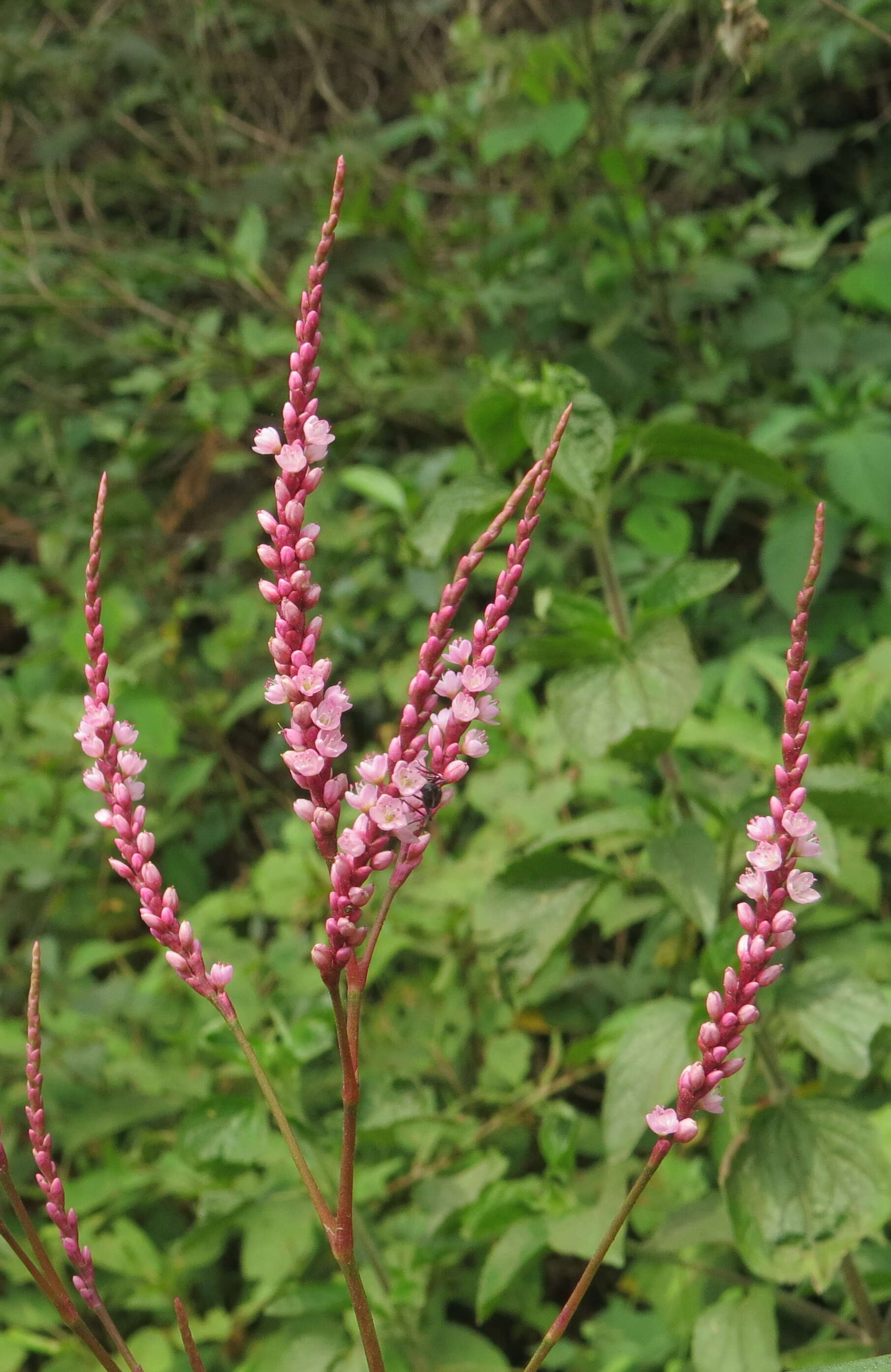 Image of Smooth Smartweed