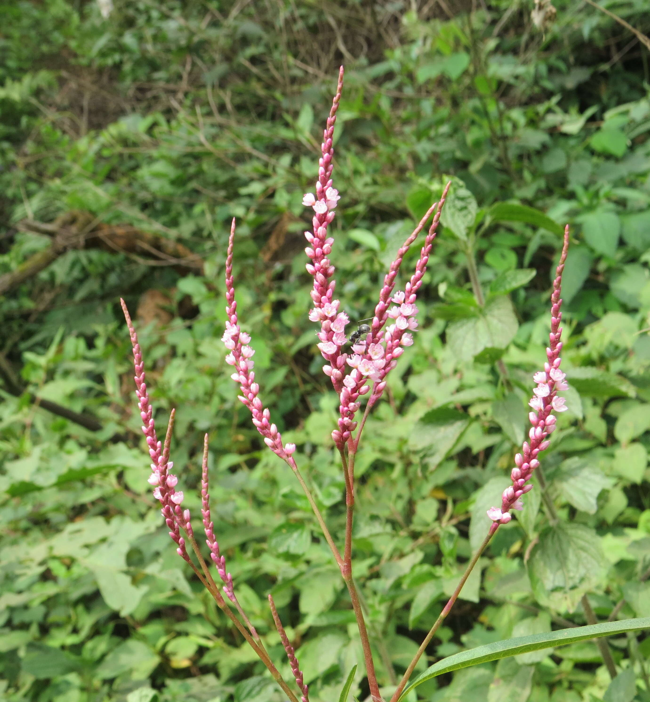 Image of Smooth Smartweed