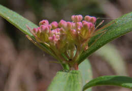 Imagem de Platysace lanceolata (Labill.) Druce