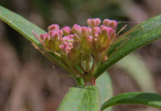 Platysace lanceolata (Labill.) Druce的圖片