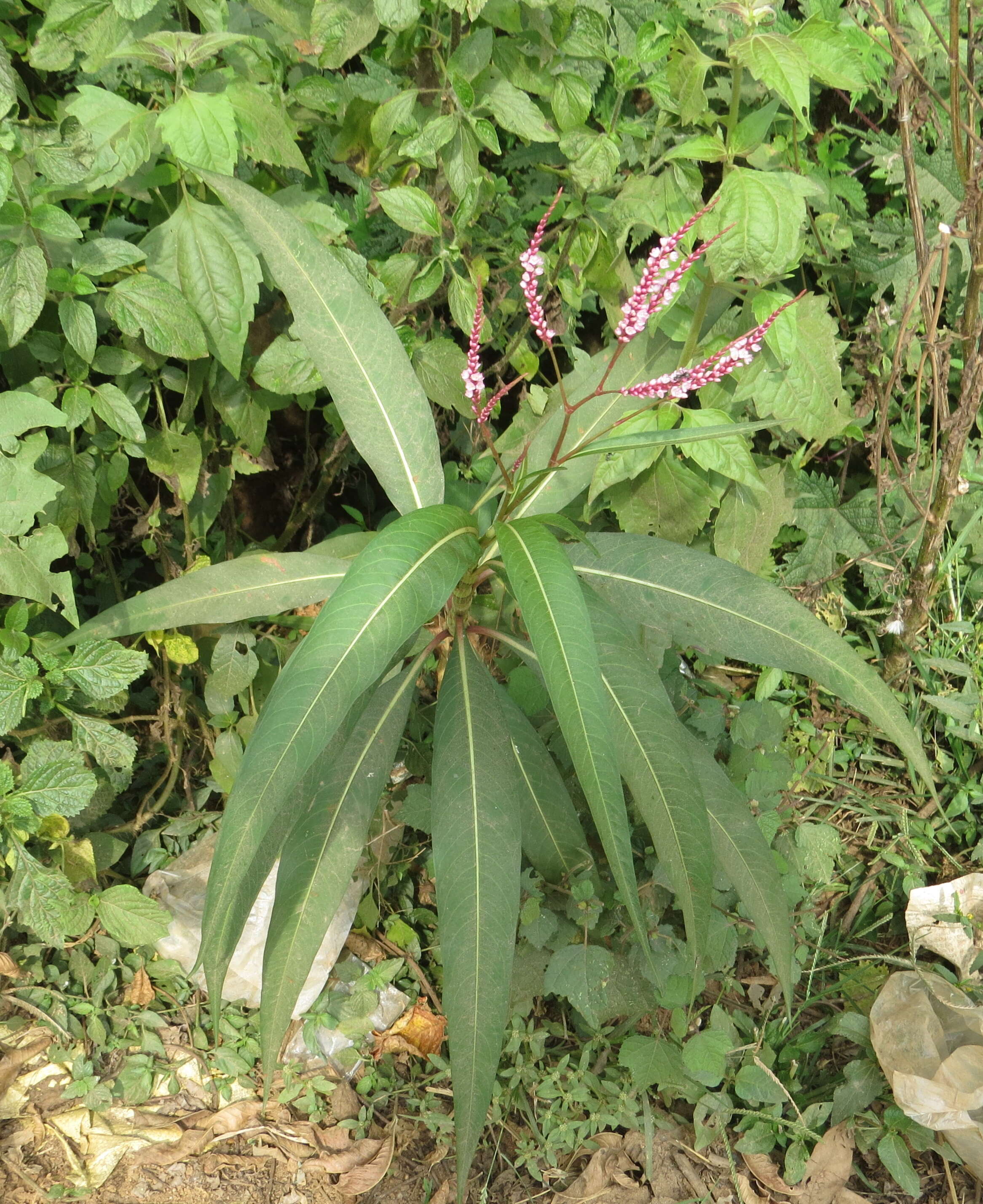 Image of Smooth Smartweed