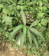 Image of Smooth Smartweed