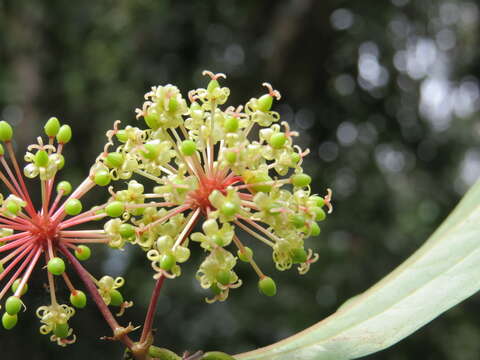 Image of Smilax zeylanica L.