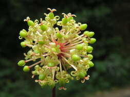 Image of Smilax zeylanica L.