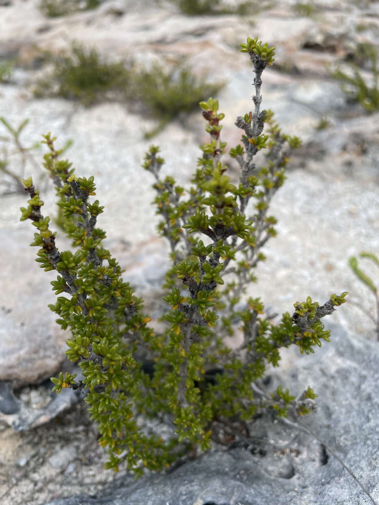 Image of saltwater bush