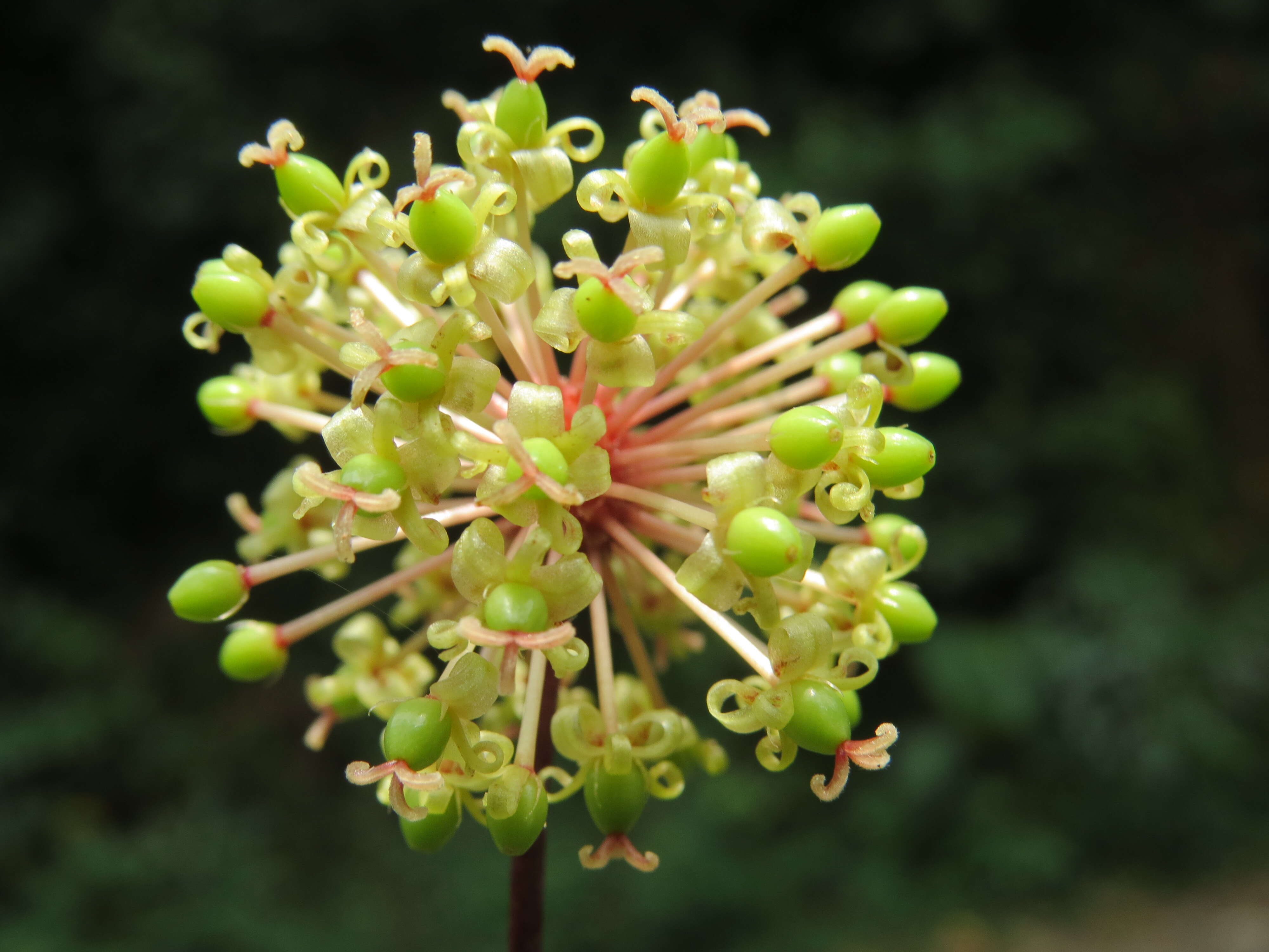 Image of Smilax zeylanica L.