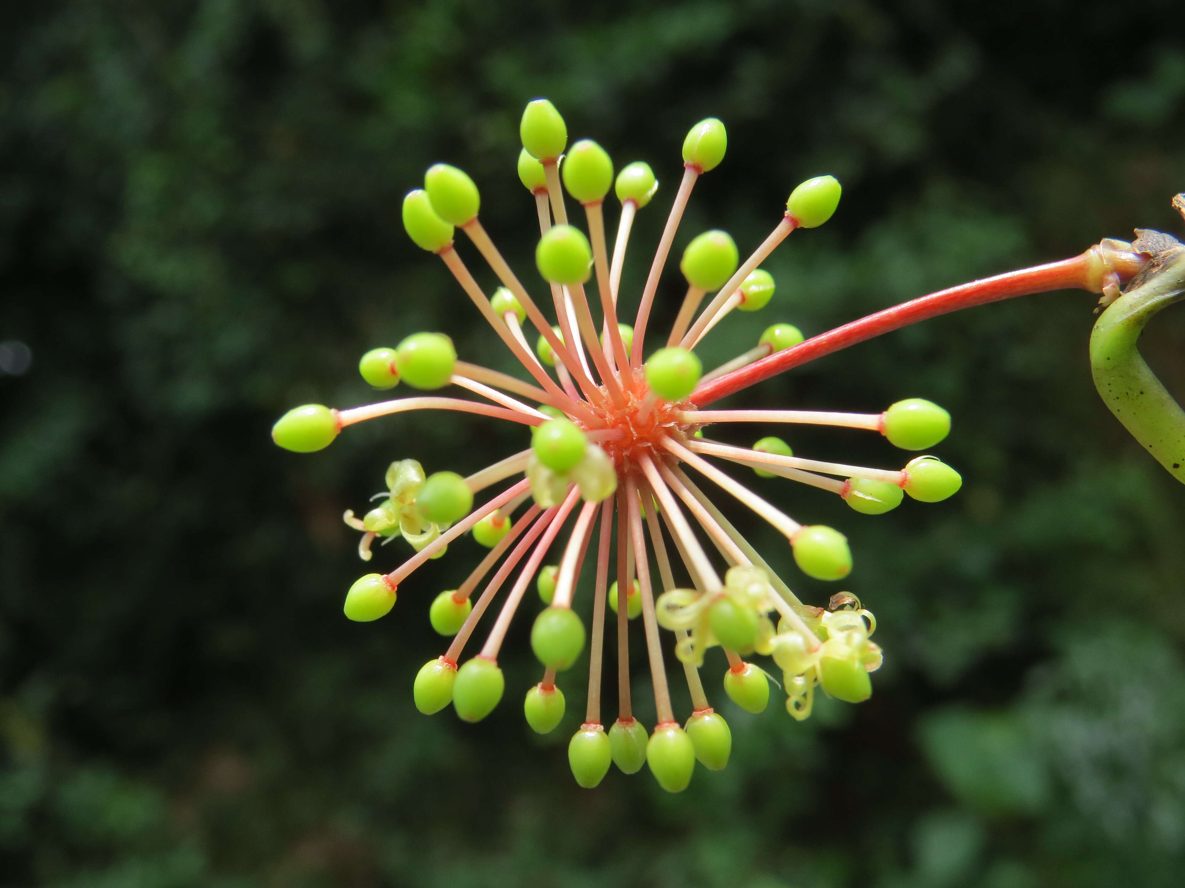 Image of Smilax zeylanica L.