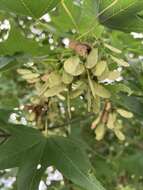 Image de Acer oliverianum subsp. formosanum (Koidz.) E. Murray