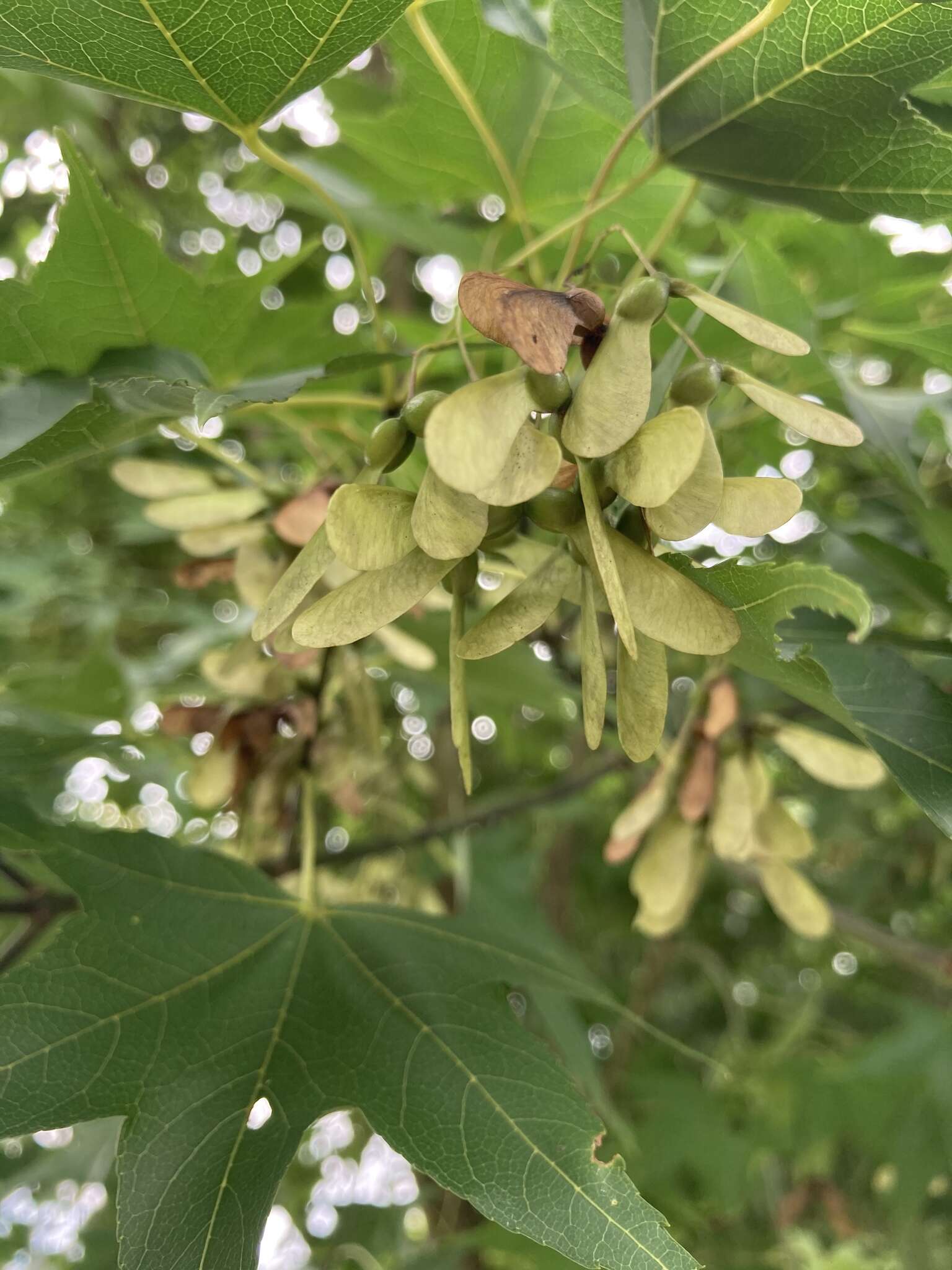 صورة Acer oliverianum subsp. formosanum (Koidz.) E. Murray