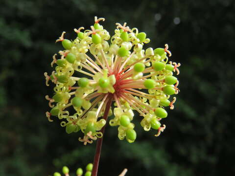 Image of Smilax zeylanica L.