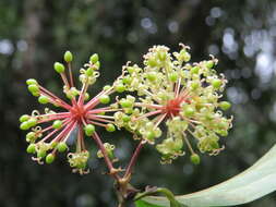 Image of Smilax zeylanica L.