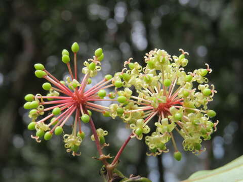 Image of Smilax zeylanica L.