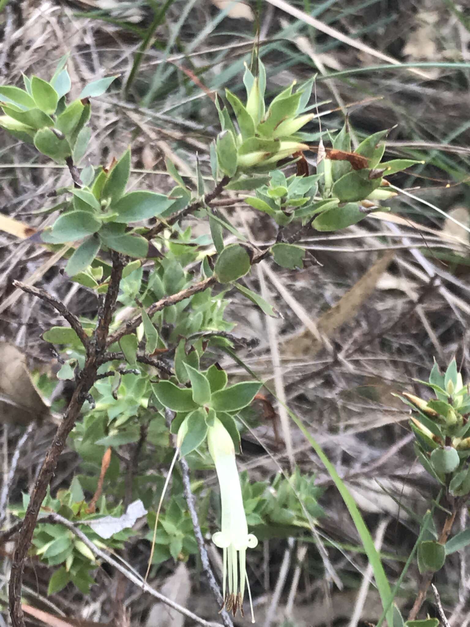 Image of Styphelia viridis subsp. viridis