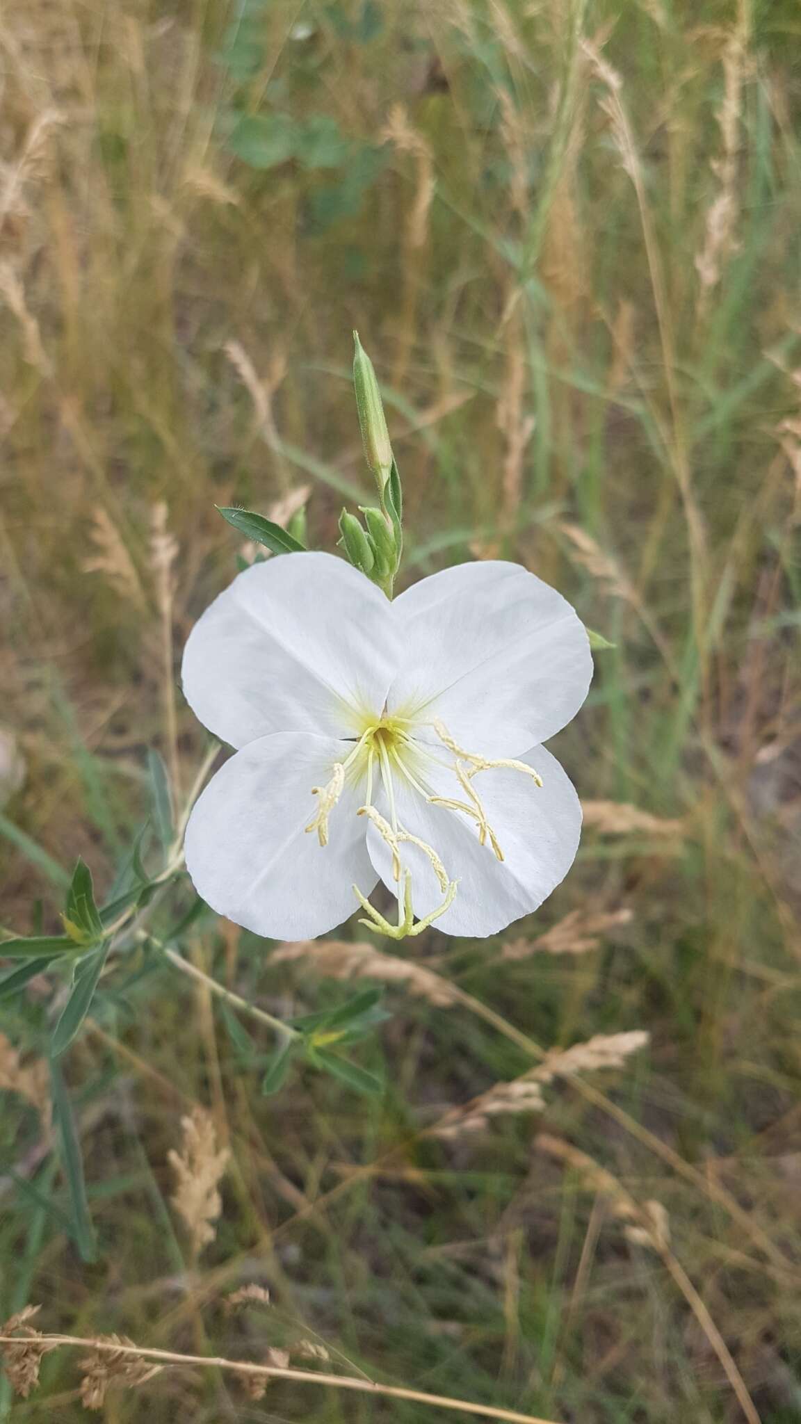 Plancia ëd Oenothera nuttallii Torr. & Gray