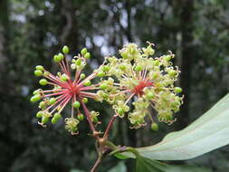 Image of Smilax zeylanica L.