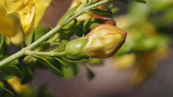 Image of snapdragon penstemon