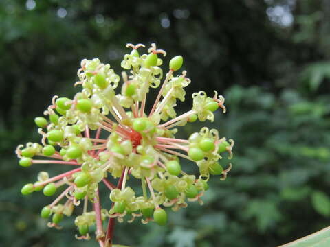 Image of Smilax zeylanica L.