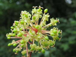 Image of Smilax zeylanica L.