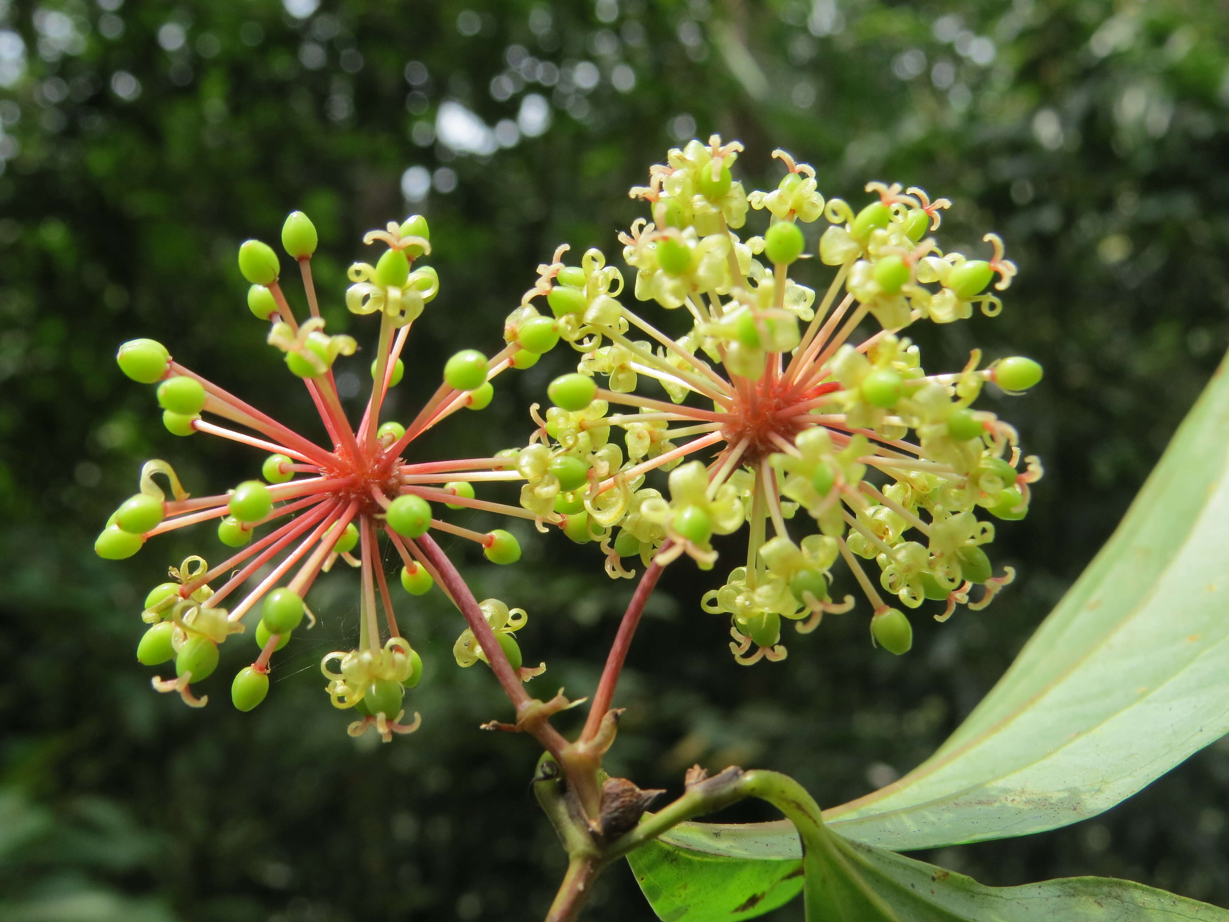 Image of Smilax zeylanica L.