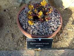 Image of Gymnospermium alberti