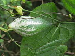 Image of pointed gourd