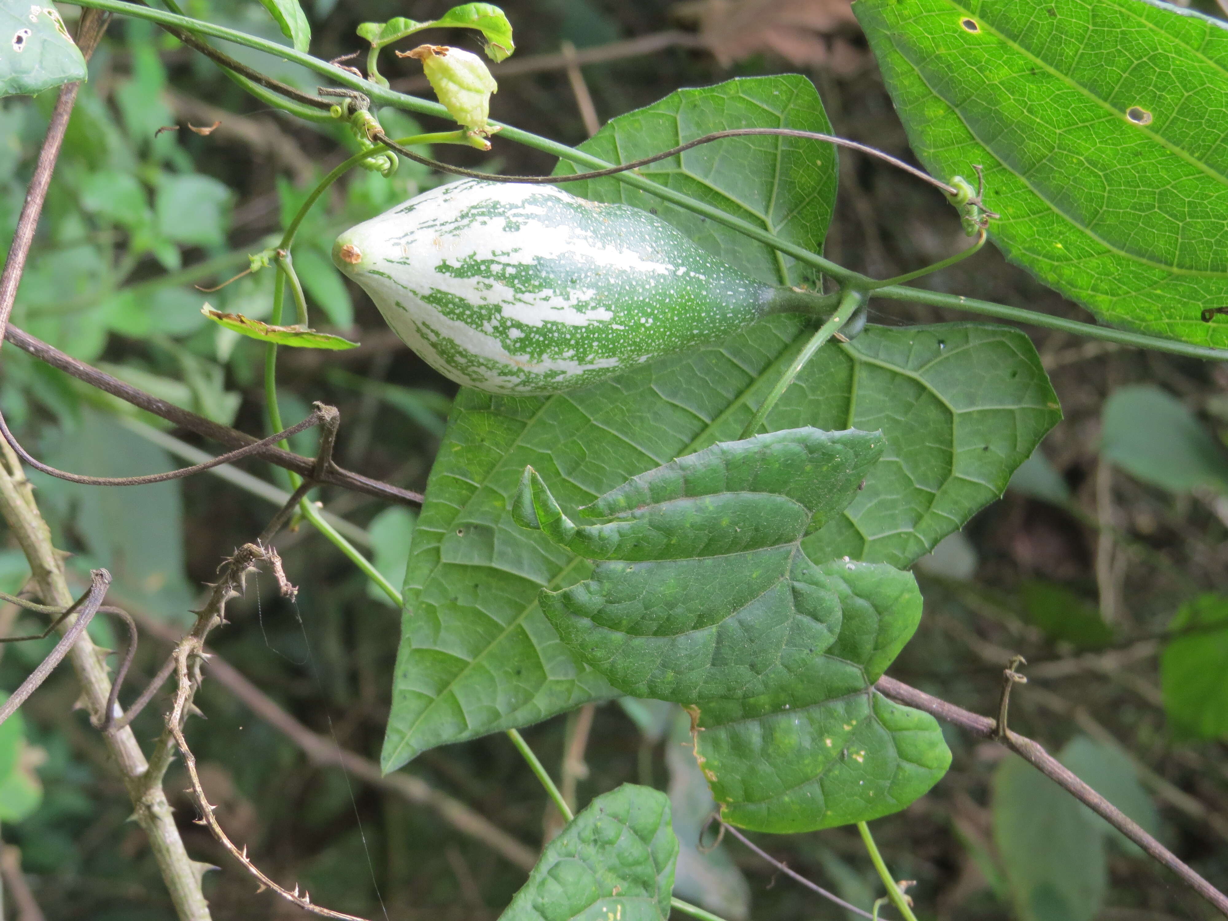 Image of pointed gourd