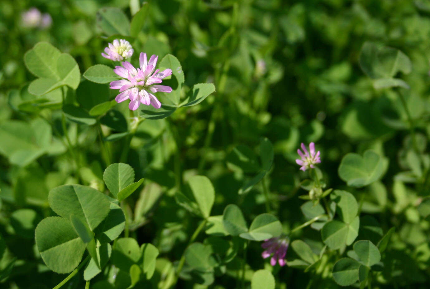 Image of reversed clover