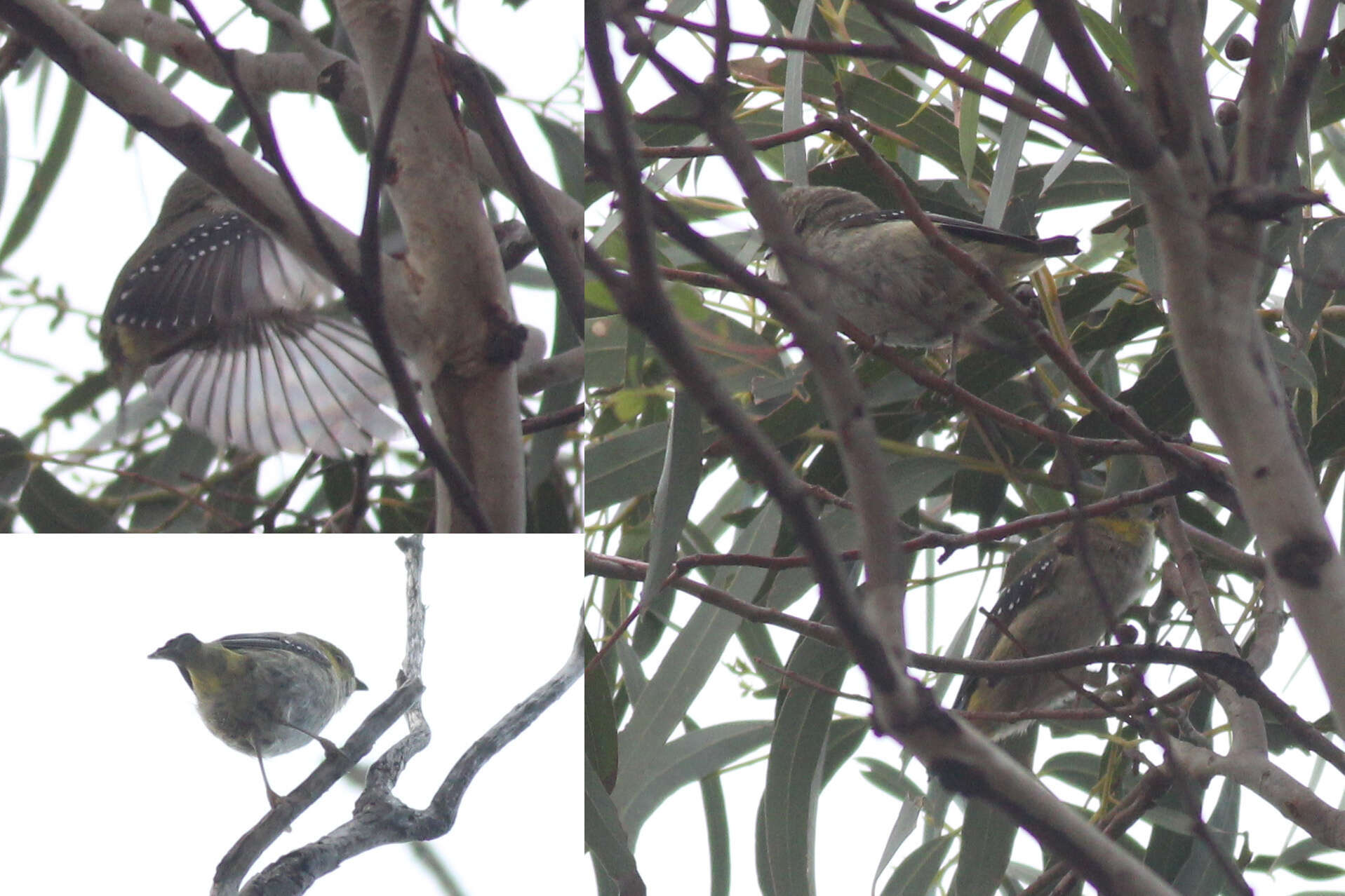 Image of Forty-spotted Pardalote