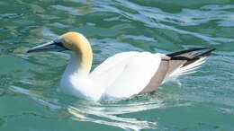 Image of Australasian Gannet