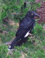 Image of Pied Currawong