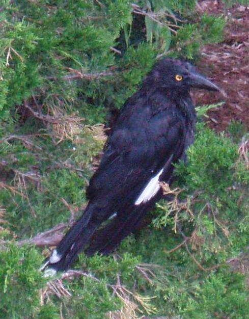 Image of Pied Currawong