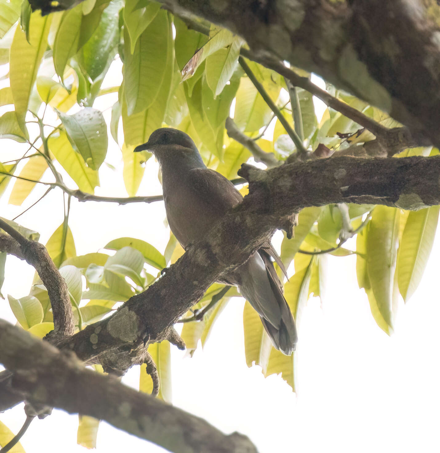 Imagem de Phapitreron leucotis nigrorum (Sharpe 1877)