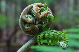 Image of Australian Tree Fern