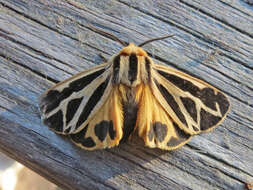 Image of Nais Tiger Moth