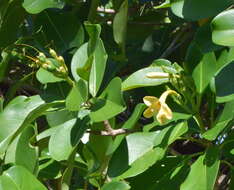 Image of Fagraea berteroana A. Gray ex Benth.