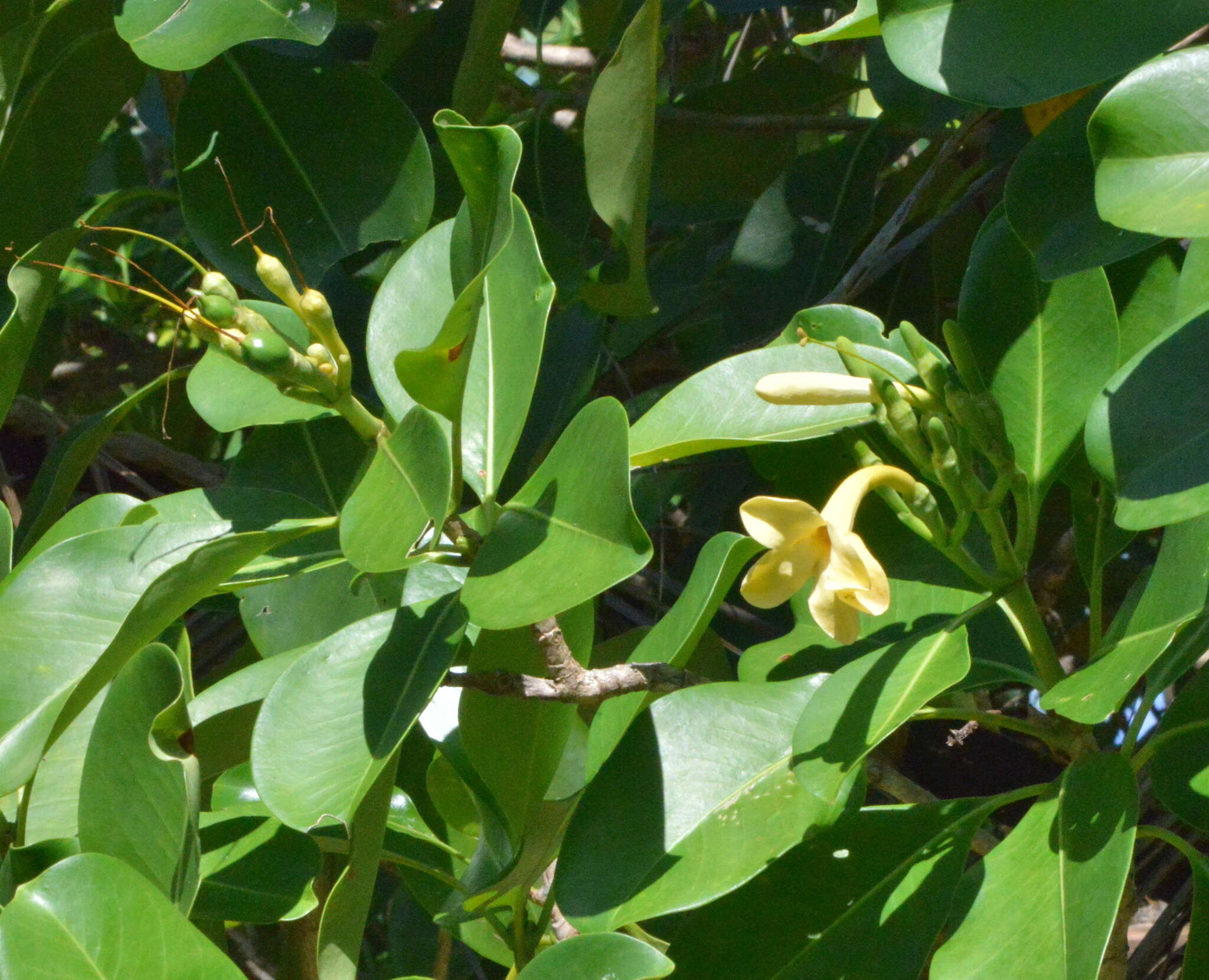 Image of Fagraea berteroana A. Gray ex Benth.