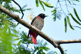 Image of Maroon Oriole