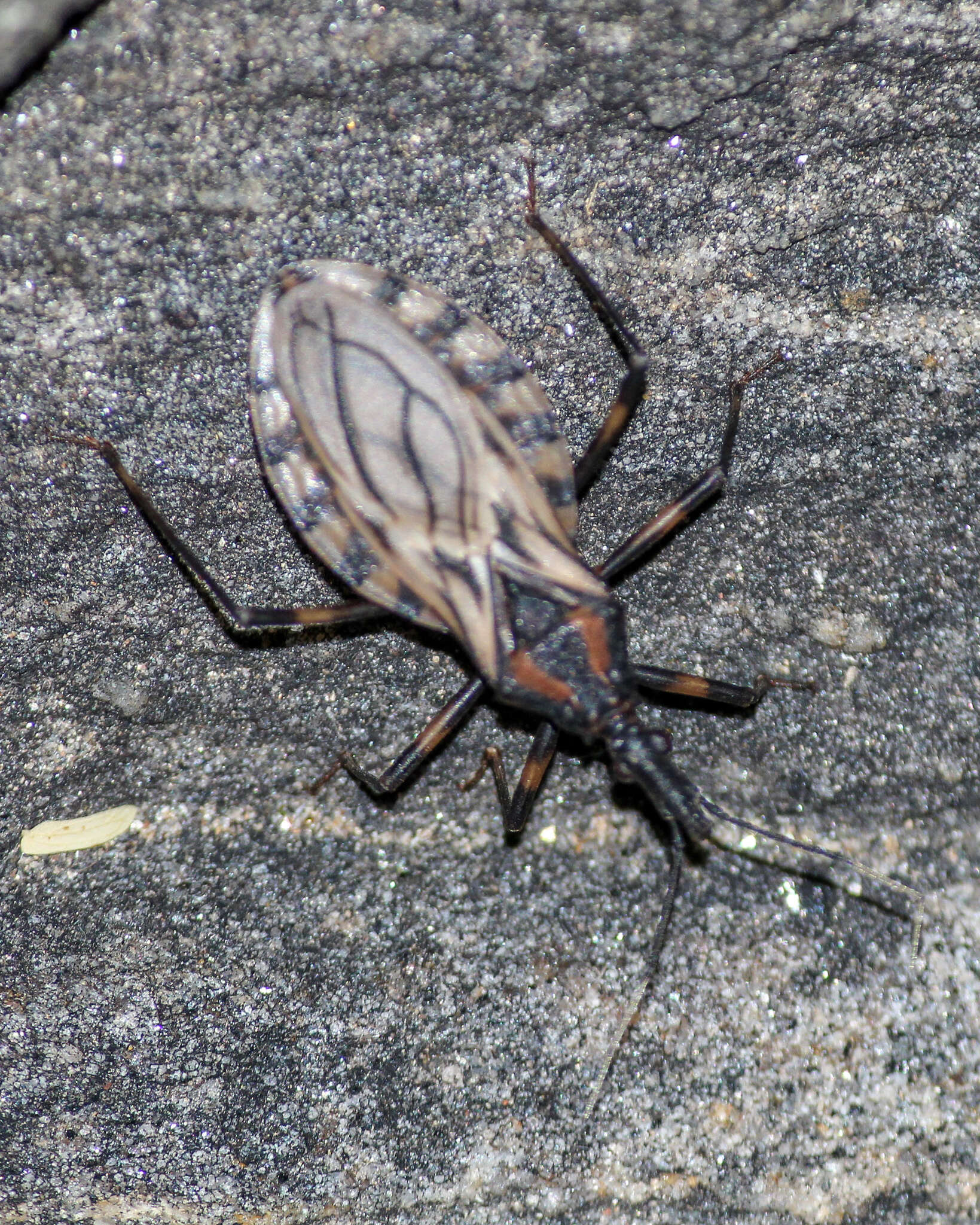 Image of Triatoma brasiliensis Neiva 1911