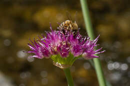 Image of Pacific onion