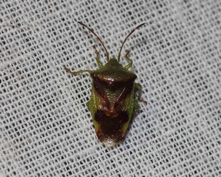 Image of Red-Cross Shield Bug