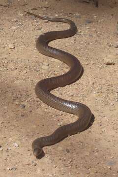 Image of Eastern brown snake