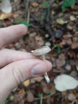 Image of Hygrophorus pustulatus (Pers.) Fr. 1838