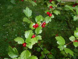 Image of Mountain Currant