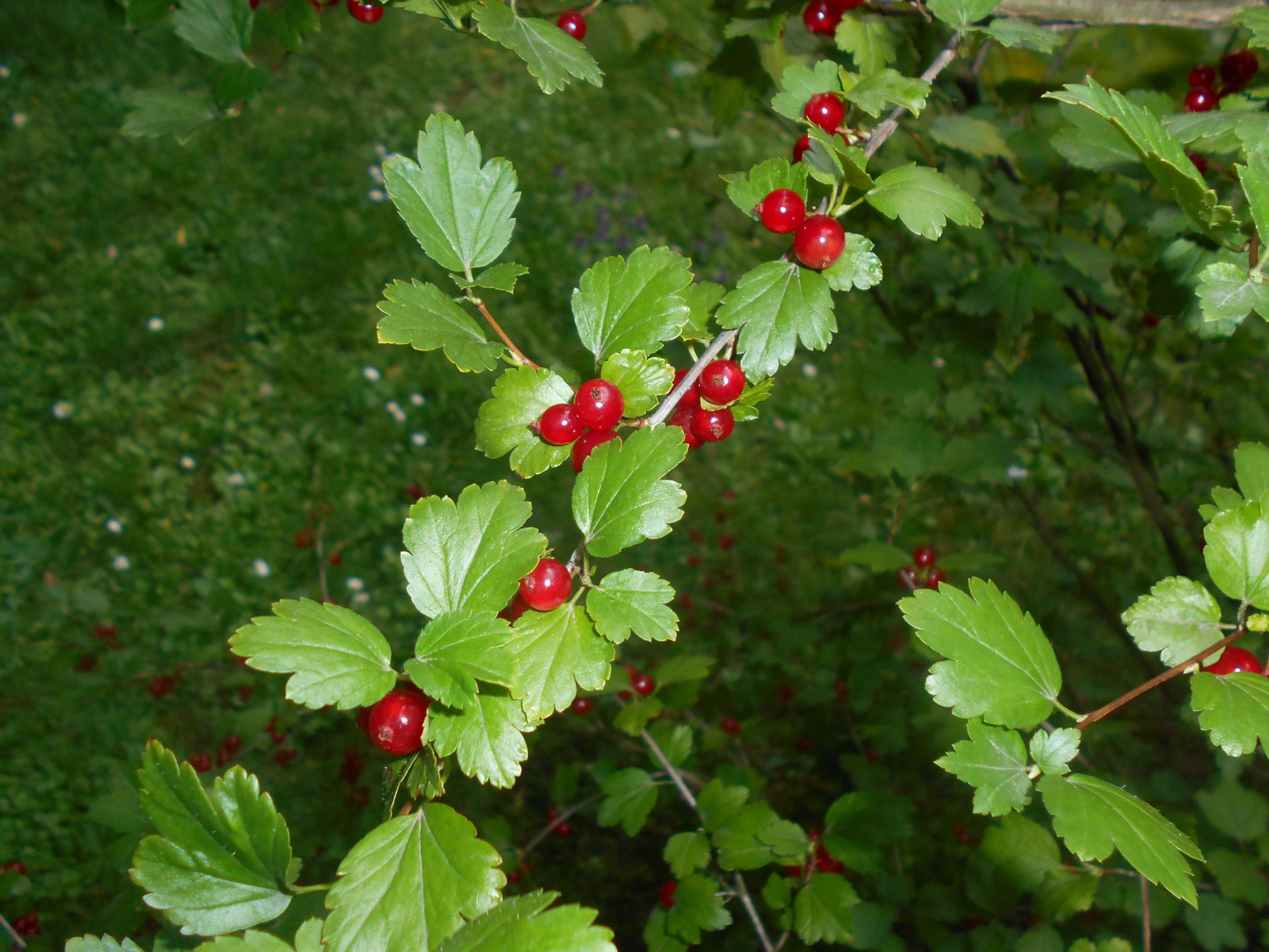 Image of Mountain Currant