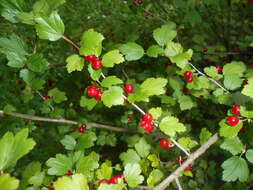 Image of Mountain Currant